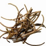 Silene Capensis