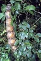 African Dream Herb