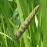 Calamus Root