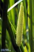 Calamus Root