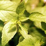 Calea Zacatechichi: The Leaf of God