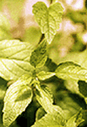 The Dream Herb: For Vivid and Lucid Dreams