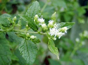 Dream Herb Dream Herb