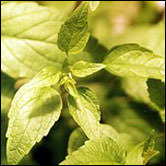 Dream Herbs