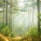 How To Stay Lucid in Dreams