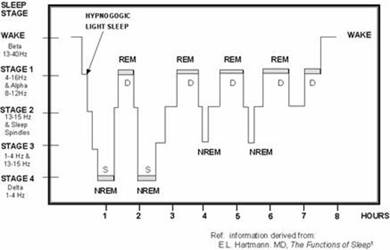 The Stages of REM Sleep