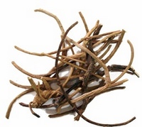 Silene Capensis Root
