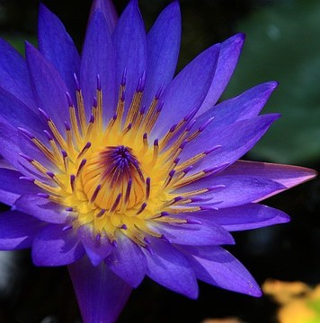 what is blue lotus