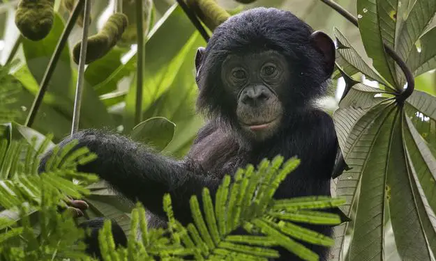 Bonobos are animals with self-awareness