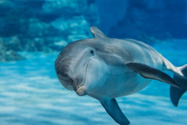 Dolphins are animals with self-awareness