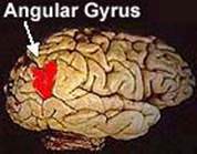 The Human Brain During OBE