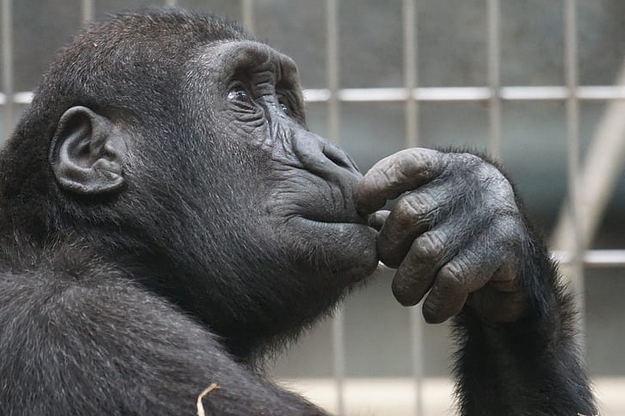 Chimpanzees are animals with self-awareness