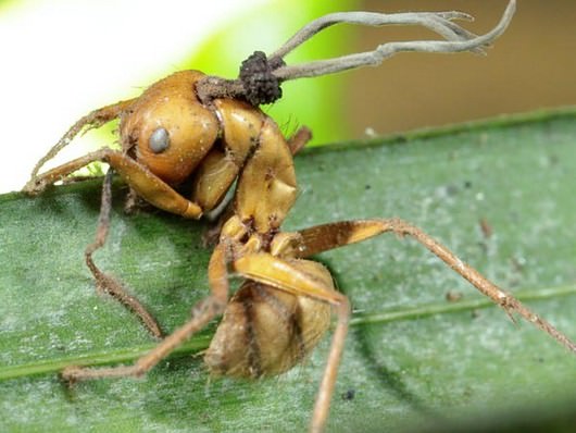 An Ant Infected with Cordyceps