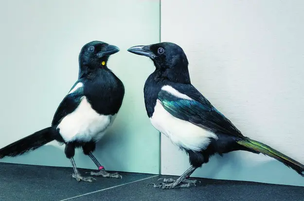 European Magpies were the first birds to pass the mirror test