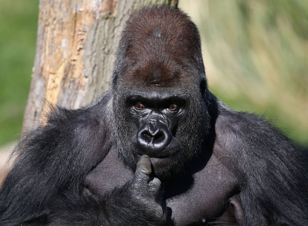 Gorilla Dreams