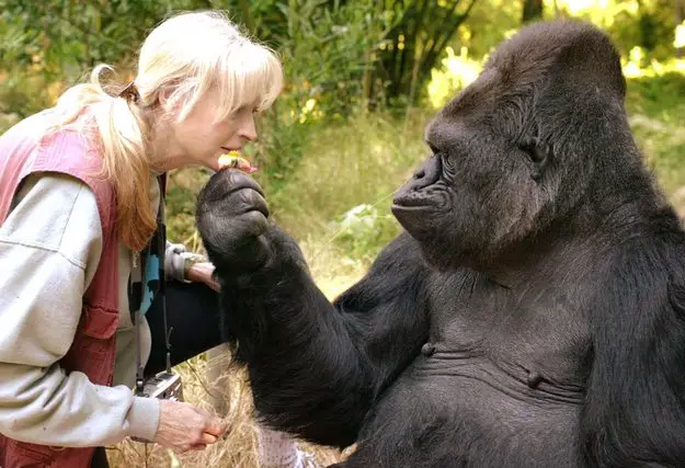 Gorillas are animals with self-awareness