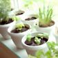 How to Grow Your Own Dream Herb Garden