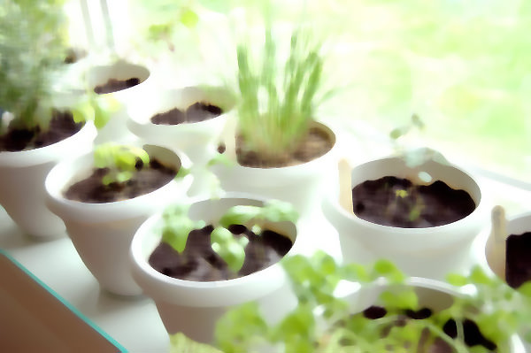 How To Grow Your Own Dream Herb Garden