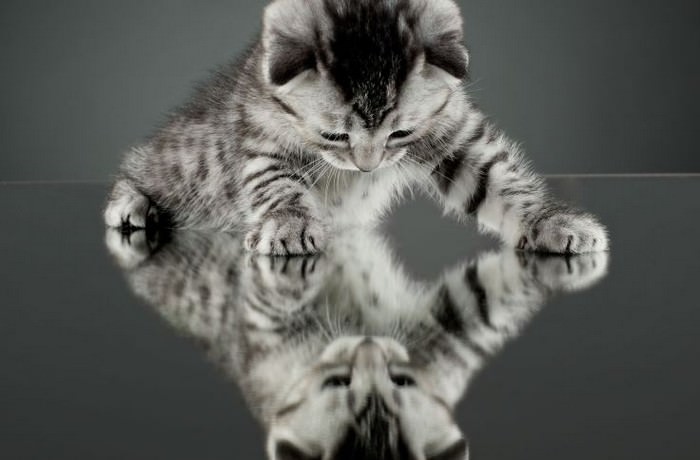 A Kitten Blatantly Misusing a Mirror Portal