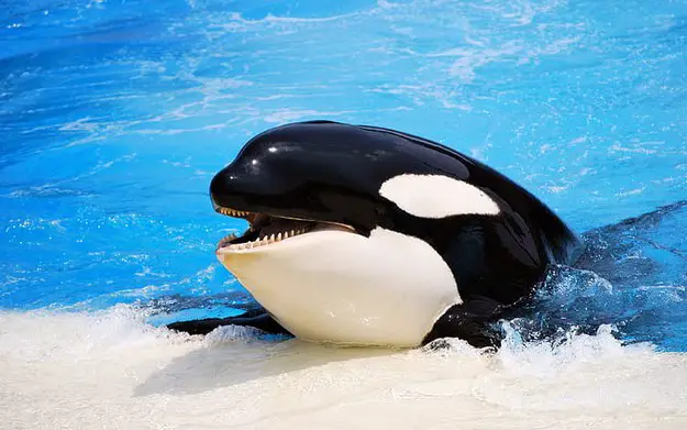 Orcas are animals with self-awareness