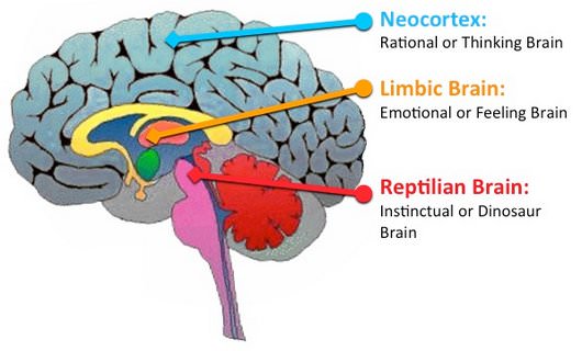 The Primitive Lizard Brain