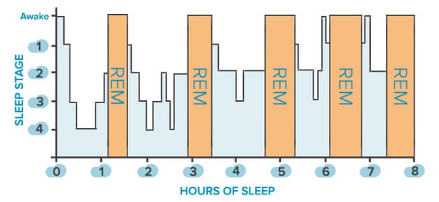 The Stages of REM Sleep