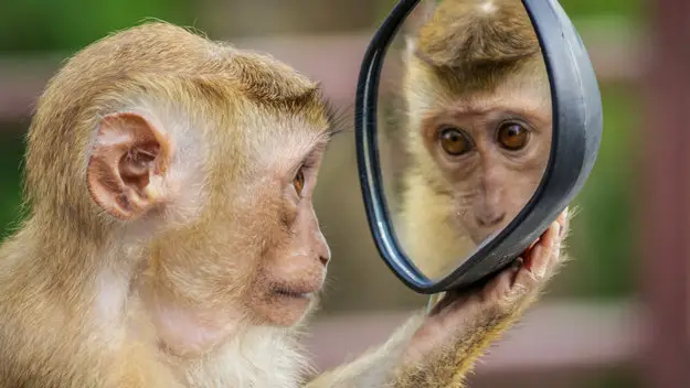 Rhesus Macaques are animals with self-awareness