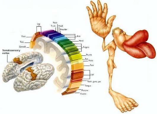 The Brain's Sensory Cortex
