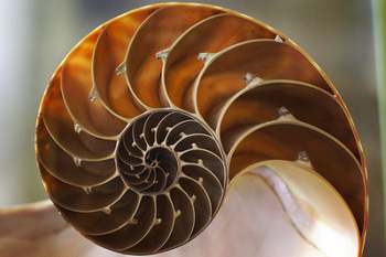 The Golden Ratio