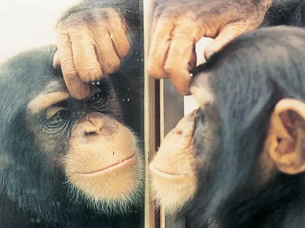 The mirror test is used to demonstrate self-awareness in animals