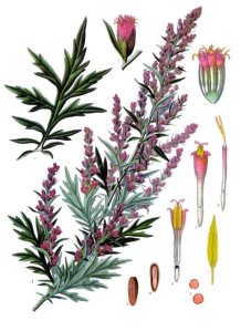 A diagram illustrates what is mugwort