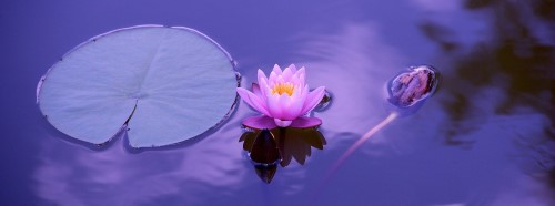 calm and peaceful lilies floating on water