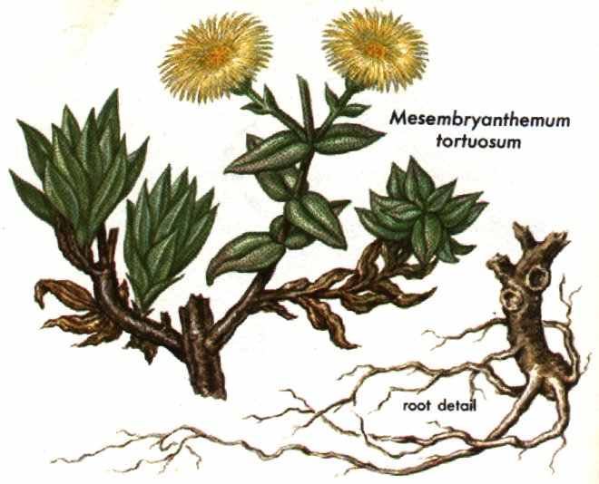 mesembrine extract