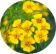 tagetes lucida Herb