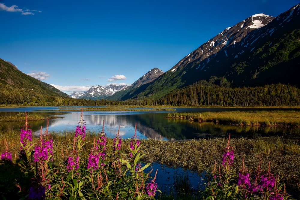 Purple Mugwort In Alaska