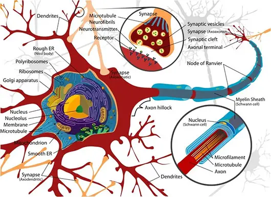 Neuron Cell Diagram