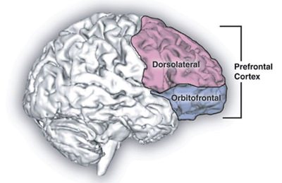 PAL prefrontal cortex