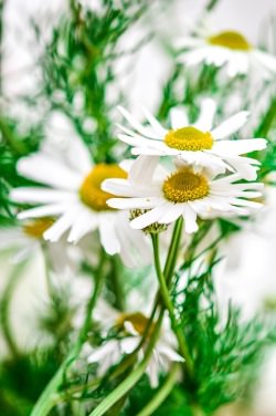 herbal chamomile for sleep