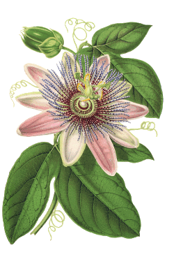 passionflower