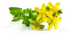 St John's Wort image