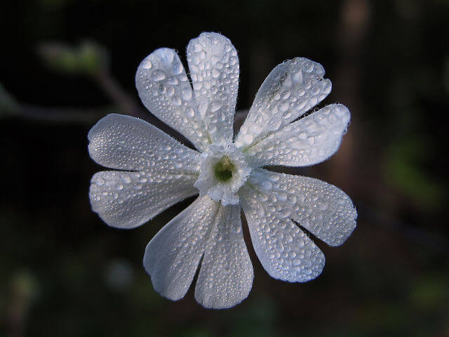 Silene Capensis Flowers