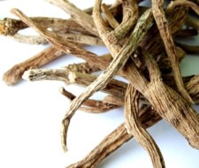 buy silene capensis