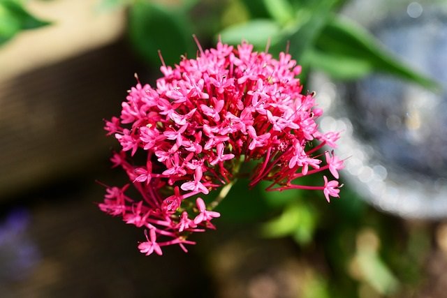 valerian root high from dreams